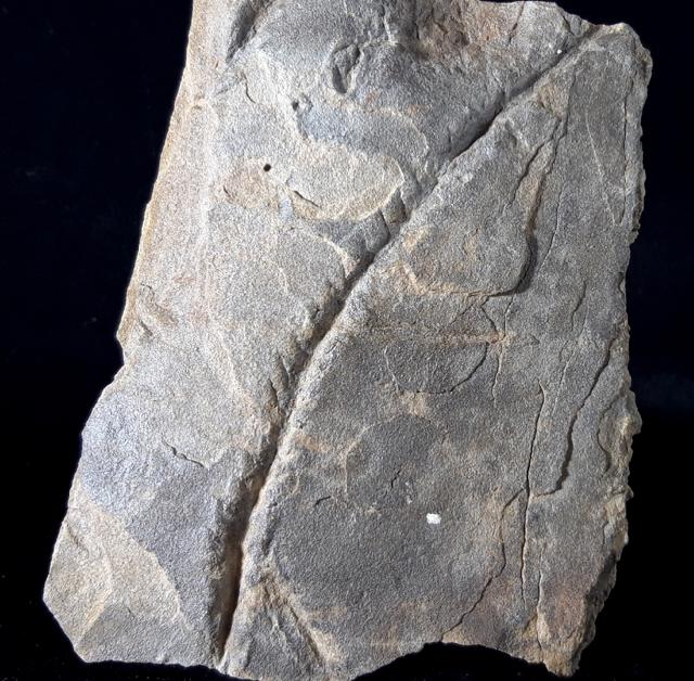 Cruziana (ORBIGNY 1842) (Laufspur eines Trilobiten) - Bild © FossNet FossilienStore